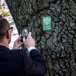 Mężczyzna w garniturze fotografuje telefonem komórkowym zieloną tavliczkę przymocowaną do pnia drzewa